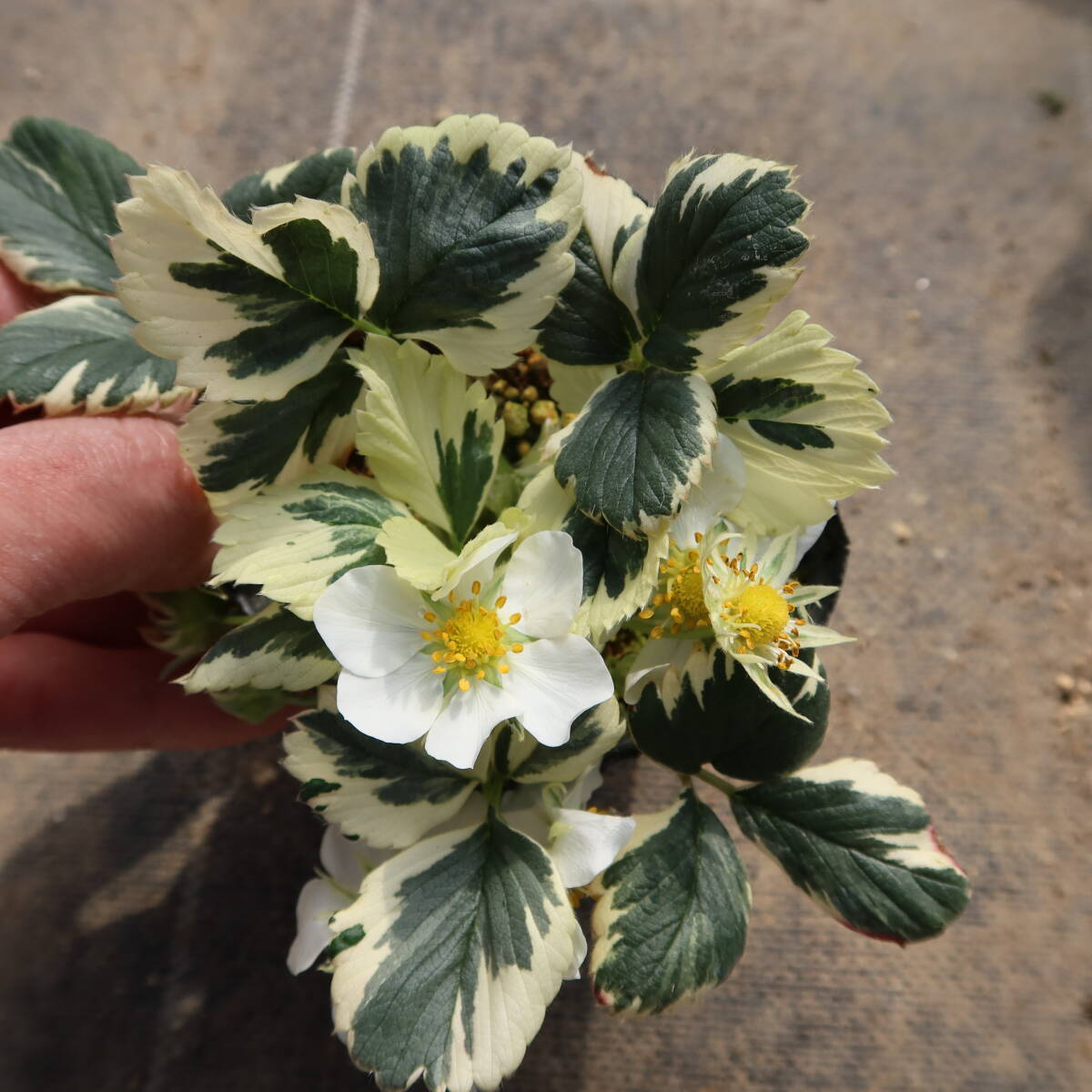 ∮ 斑入り イチゴ マーブルストロベリー いちご 苺 宿根草 耐寒 草花 地植え 鉢植え 庭植え ガーデニング_現在の様子　サンプル苗