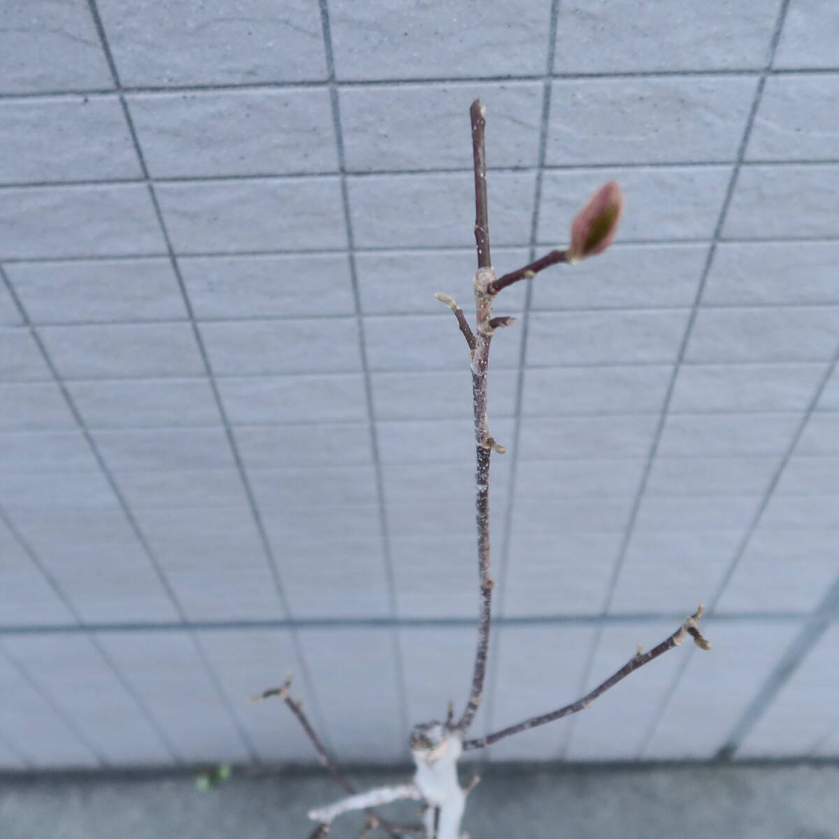 ∮ モクレン ガールマグノリア 木蓮 シンボルツリー 花木 庭木 マグノリアの画像10