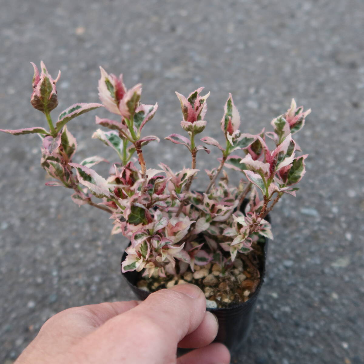 ∮. leaf . entering red Hanayama hydrangea . dono place . reality goods ⑦ purple . flower fields and mountains grass enduring cold hydrangea serrata mountain .... mountain purple . flower hydrangea 