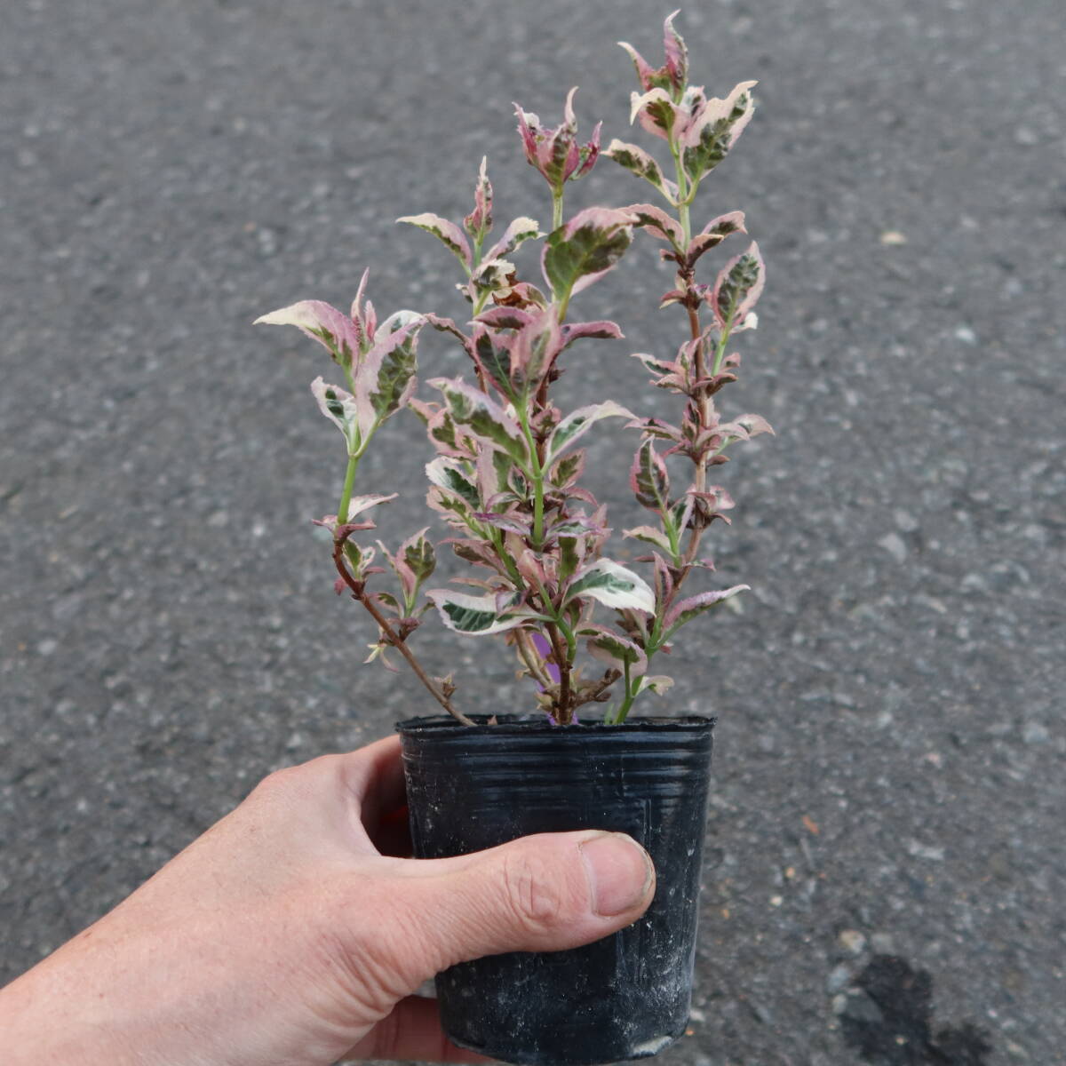 ∮ 錦葉 斑入り 赤花 山アジサイ 御殿場錦 現品ウ  紫陽花 山野草 耐寒 ヤマアジサイ 山あじさい 山紫陽花 アジサイの画像6