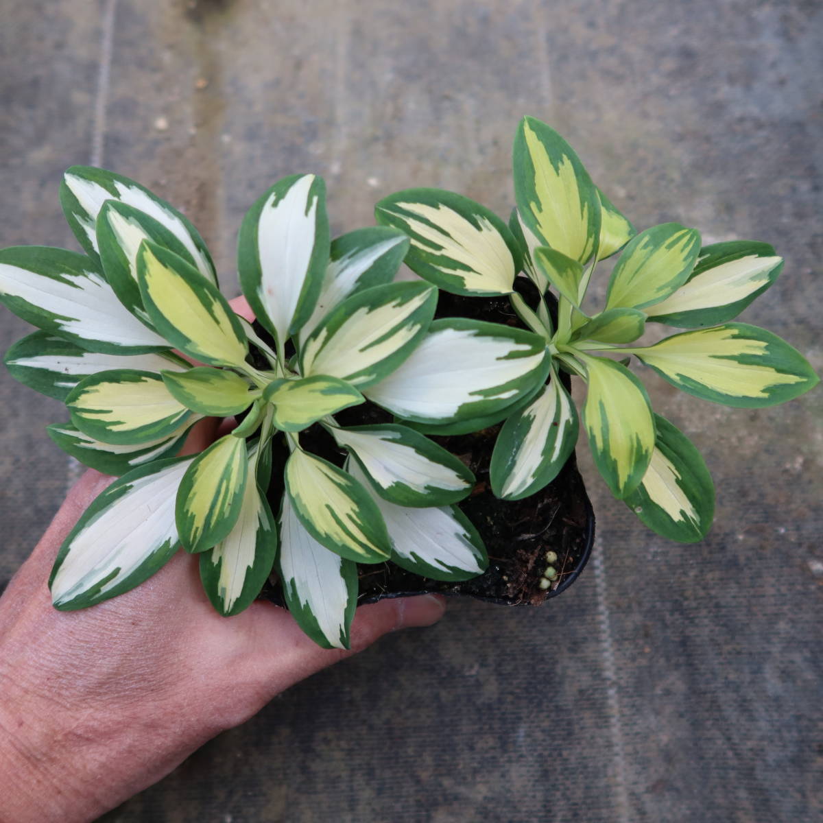 ∮ 斑入り アルストロメリア ロックンロール 濃赤花 黄斑から白斑へ 切り花 球根 根茎 草花 地植え 庭植え 鉢植え ガーデニング　_サンプル苗