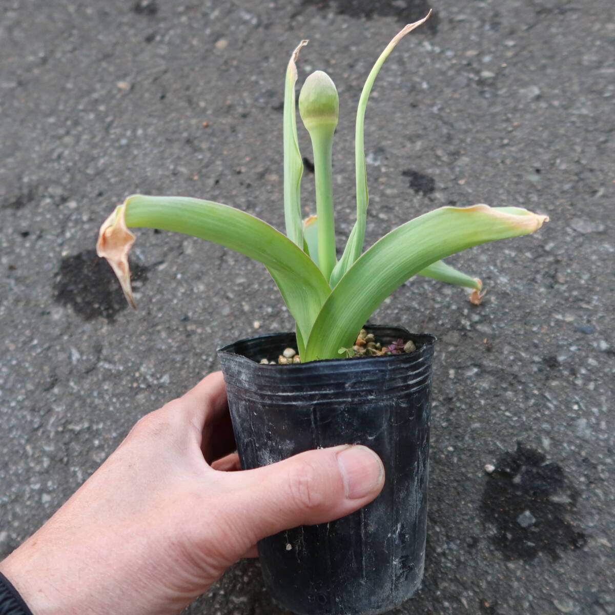 ∮ 葉傷みあり 花芽もあり 花火咲き アリウム シューベルティ 球根 シューベルティー 耐寒 草花 地植え シュベルティ シュベルティーの画像4