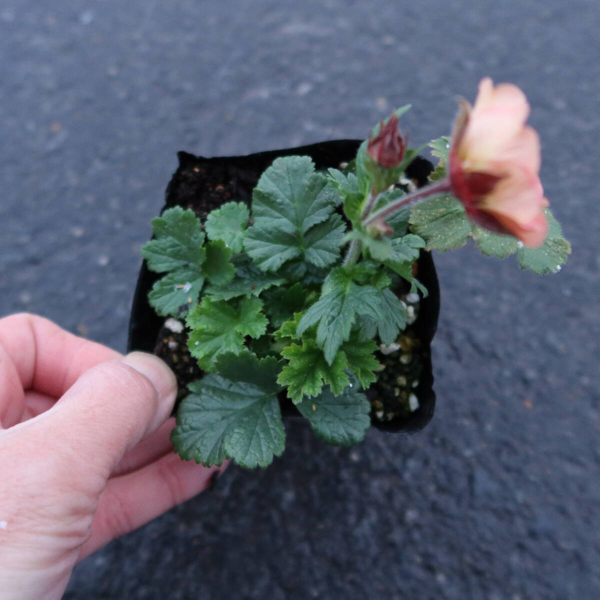 ∮ 花終わり ゲウム マイタイ ダイコンソウ ダイコン草 耐寒 宿根草 草花 庭植え 地植え 鉢植え ガーデニング　　_サンプル苗　そろそろ花は終わります