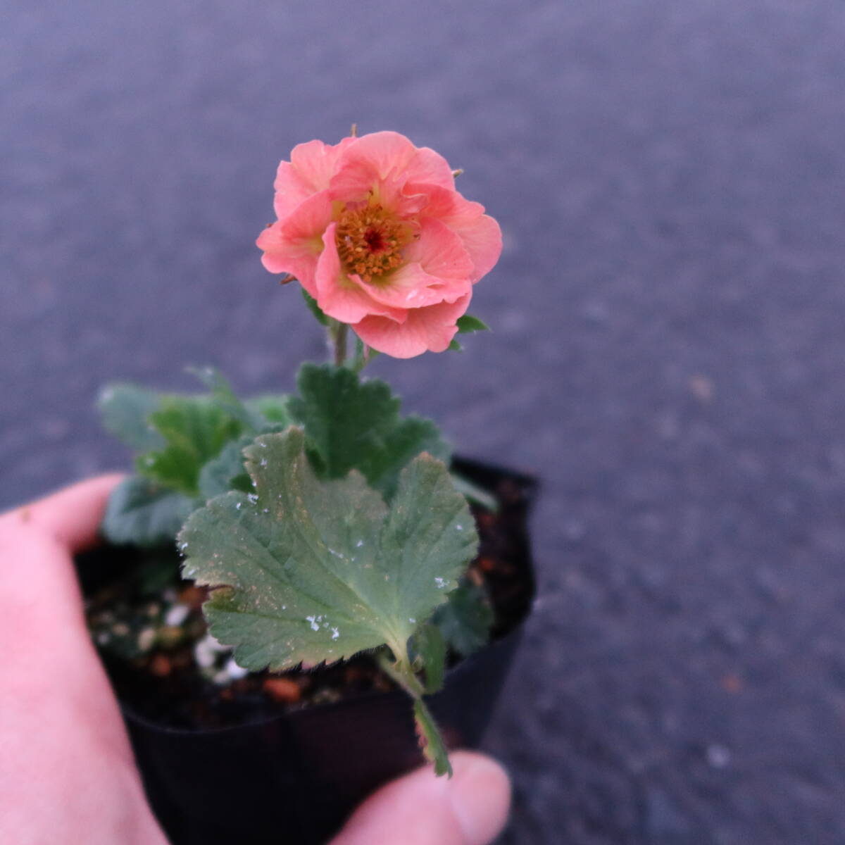 ∮ 花終わり ゲウム マイタイ ダイコンソウ ダイコン草 耐寒 宿根草 草花 庭植え 地植え 鉢植え ガーデニング　　_サンプル苗　そろそろ花は終わります