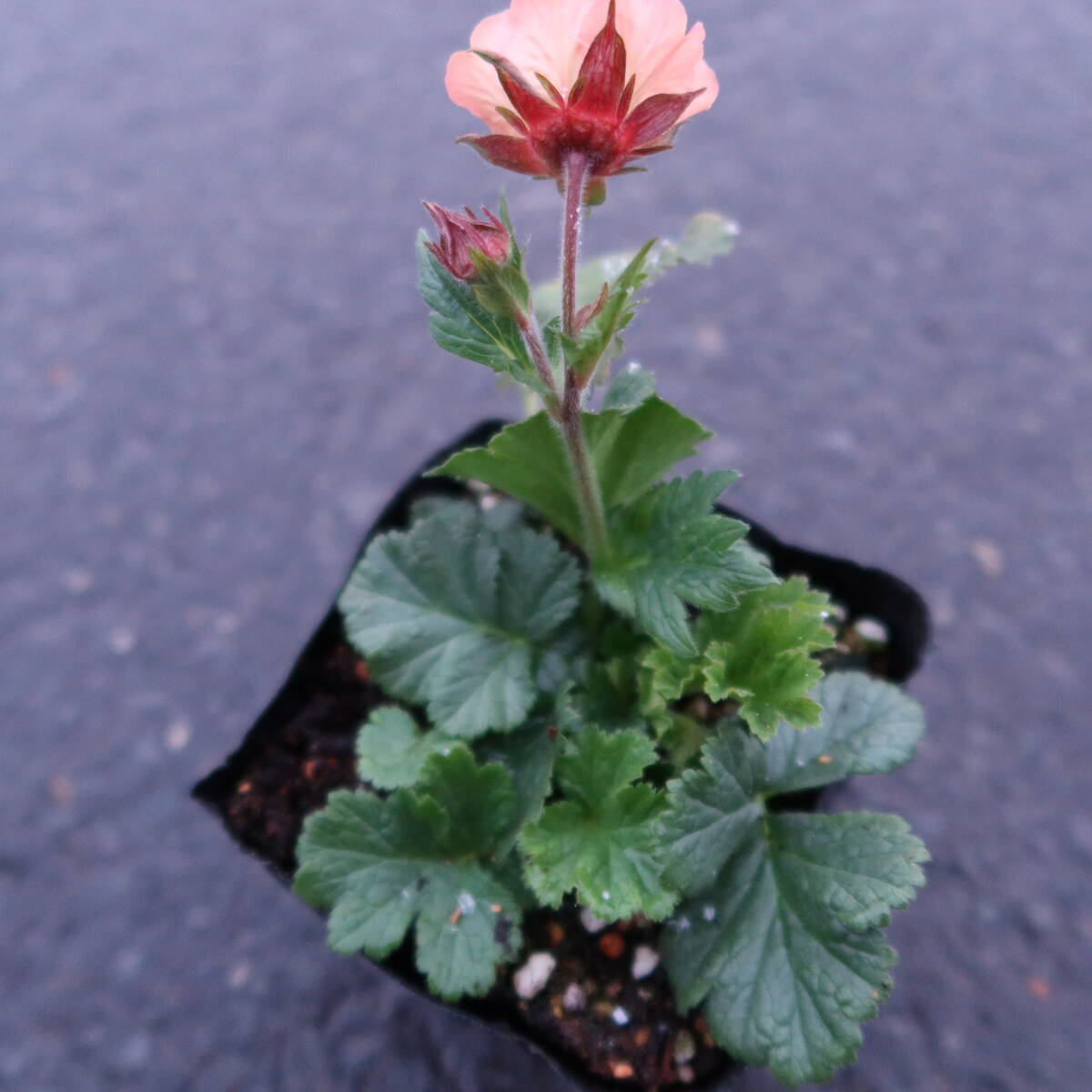 ∮ 花終わり ゲウム マイタイ ダイコンソウ ダイコン草 耐寒 宿根草 草花 庭植え 地植え 鉢植え ガーデニング　　_サンプル苗　そろそろ花は終わります