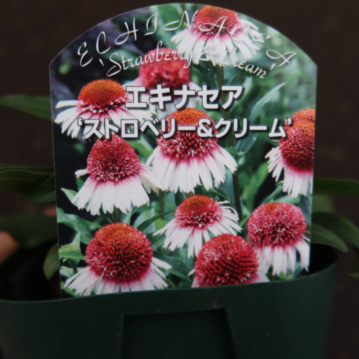 ∮ バイカラー咲き エキナセア ストロベリー＆クリーム 切り花 バレンギク バレン菊 宿根草 耐寒 草花 地植え 鉢植え ガーデニングの画像6