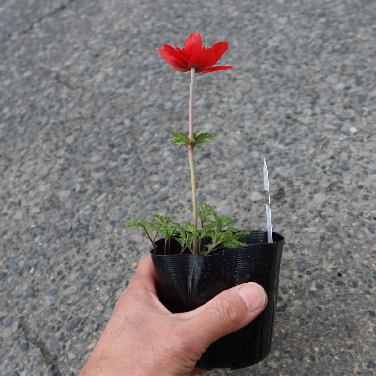 ∮ 今や希少 完全八重咲き 深紅 の アネモネ コロナリア フロールプレノ 3.5号苗　耐寒 宿根草 山野草 地植え 鉢植え ガーデニング_サンプル苗