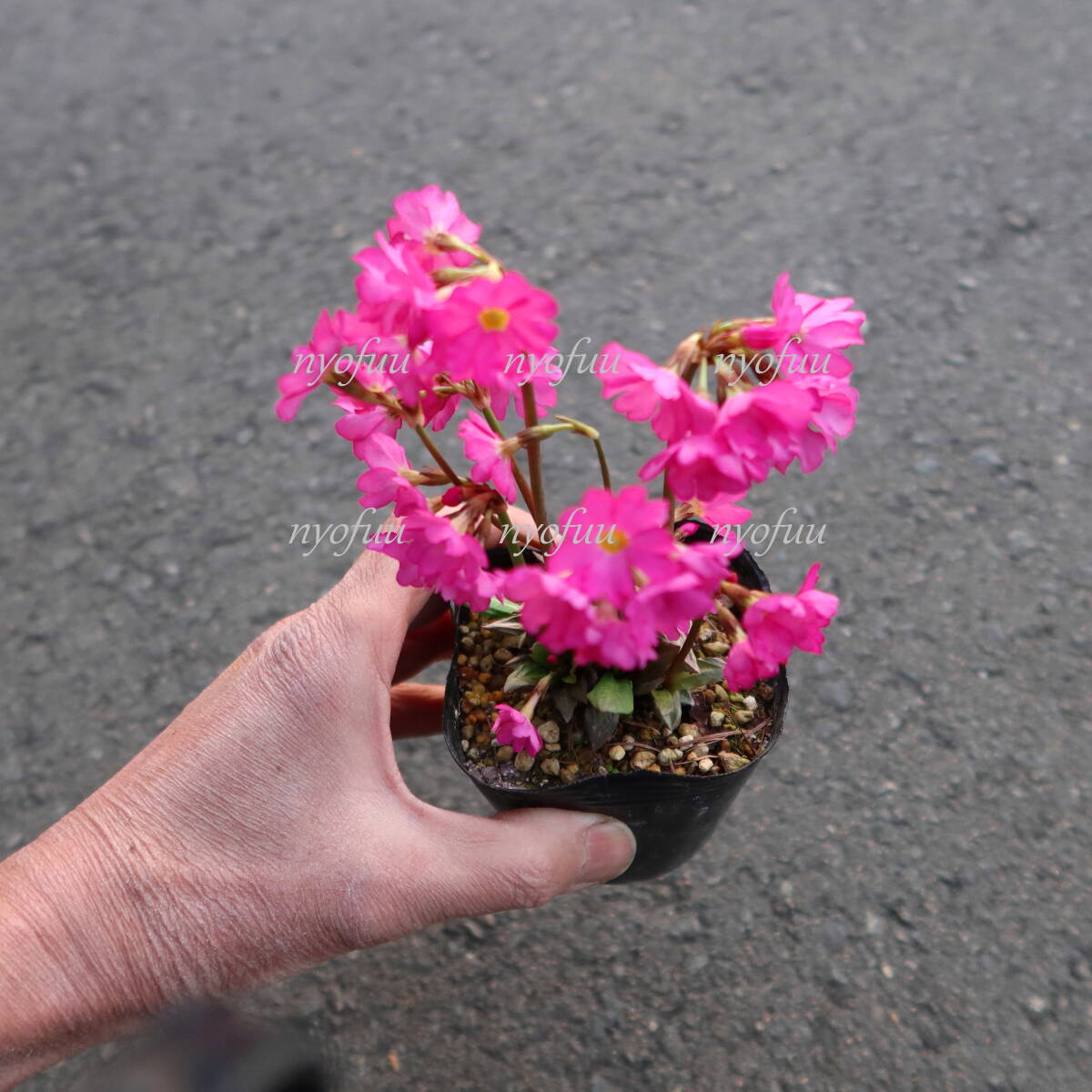 ∮ flower ... snow. under .. outdoors . winter stock primula ro there gardening goods kind cultivation increase . goods Sakura saw Sakura . Sakura . enduring cold . root .. flower ground .. potted plant 