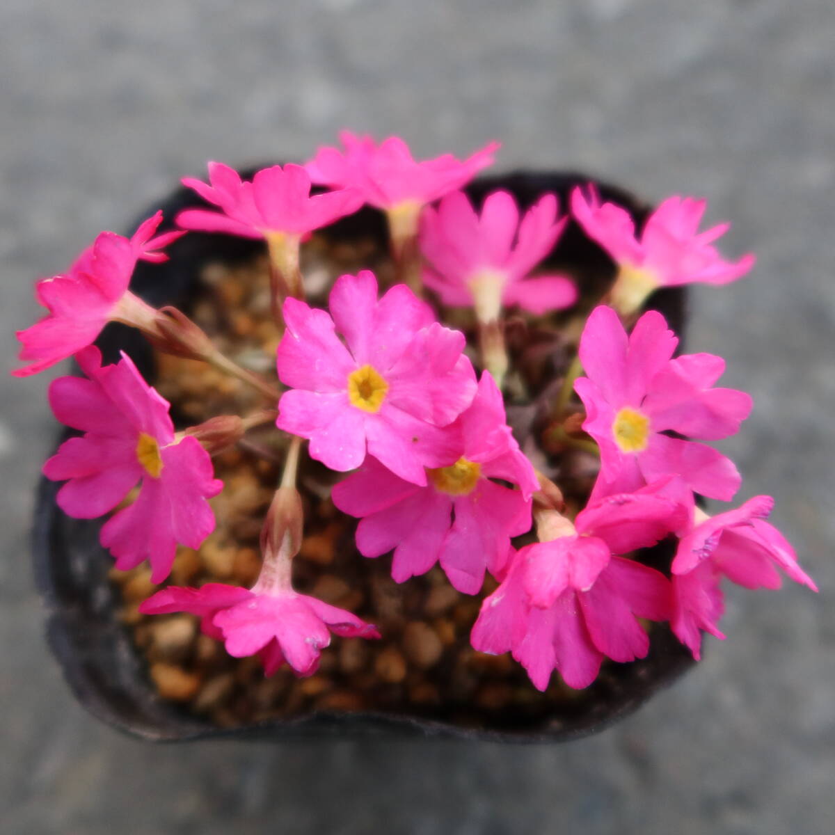 ∮ flower ... snow. under .. outdoors . winter stock primula ro there gardening goods kind cultivation increase . goods Sakura saw Sakura . Sakura . enduring cold . root .. flower ground .. potted plant 