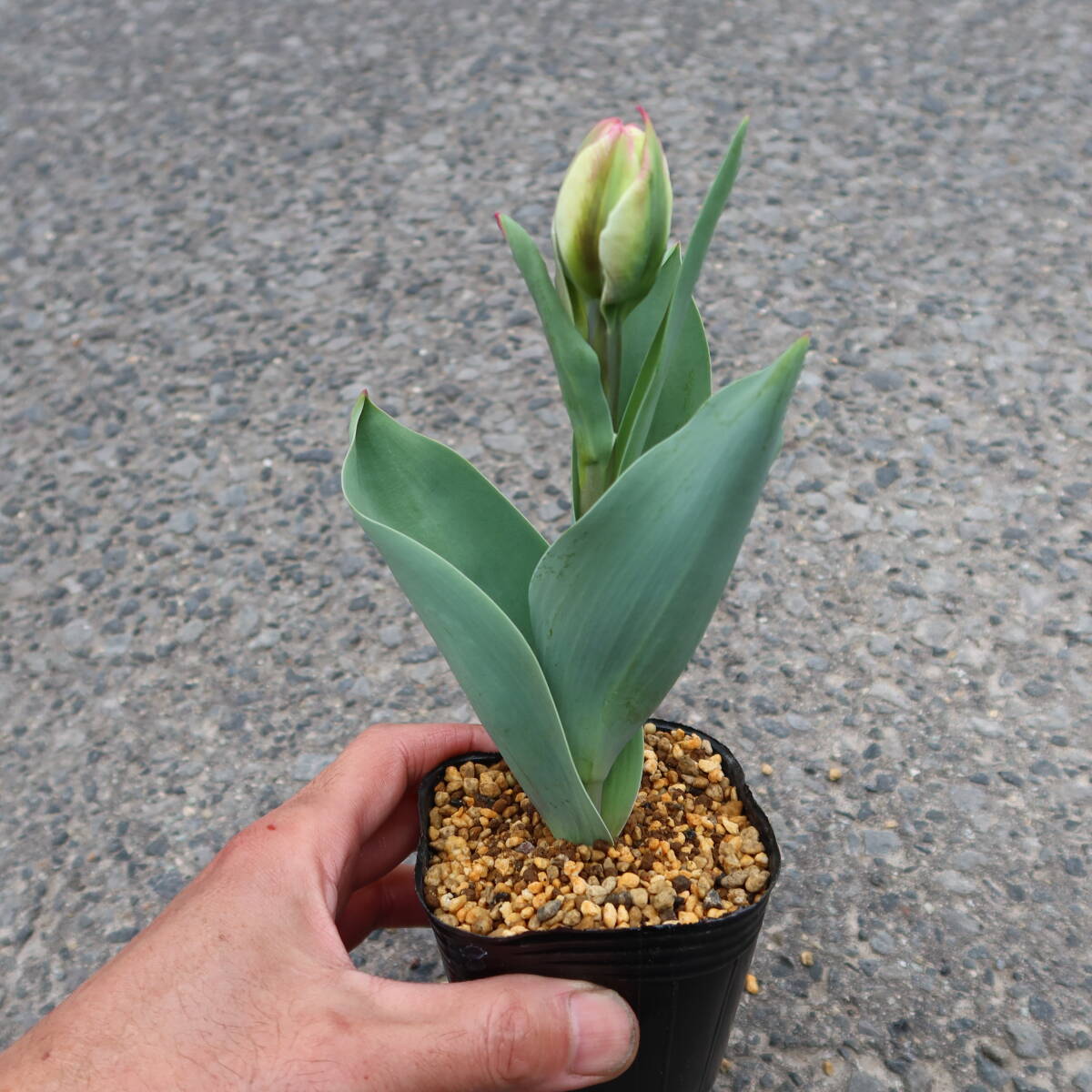 ∮ 人気品種 変わり咲き チューリップ アイスクリーム 雪の下での越冬株 耐寒 球根 地植え 鉢植え 庭植え 花壇苗 草花 ガーデニング _画像4