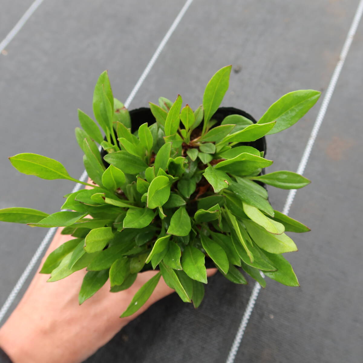 ∮ popular goods kind a little over enduring cold . change ... wheel pico tikore OP sis Star cluster big van series enduring cold . root . flower ground .. potted plant 