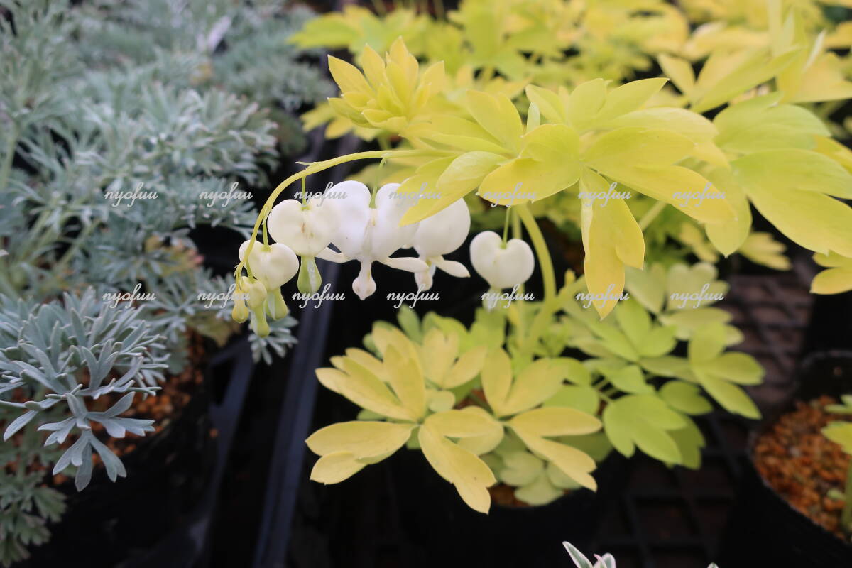 ∮ 希少 ライム葉 白花 タイツリソウ ホワイトゴールド 黄金葉 ディセントラ たいつり草 押し花 ケマンソウ 宿根草 地植え 鉢植えの画像3