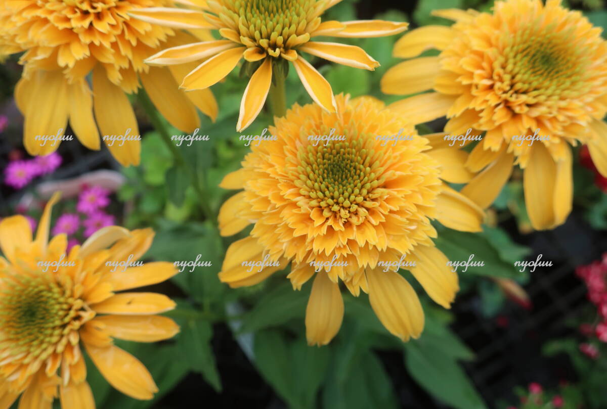 ∮ 八重咲き エキナセア レモンドロップ 切り花に バレンギク バレン菊 八重 宿根 耐寒 草花 地植え 鉢植え 庭植え ガーデニング　_開花時