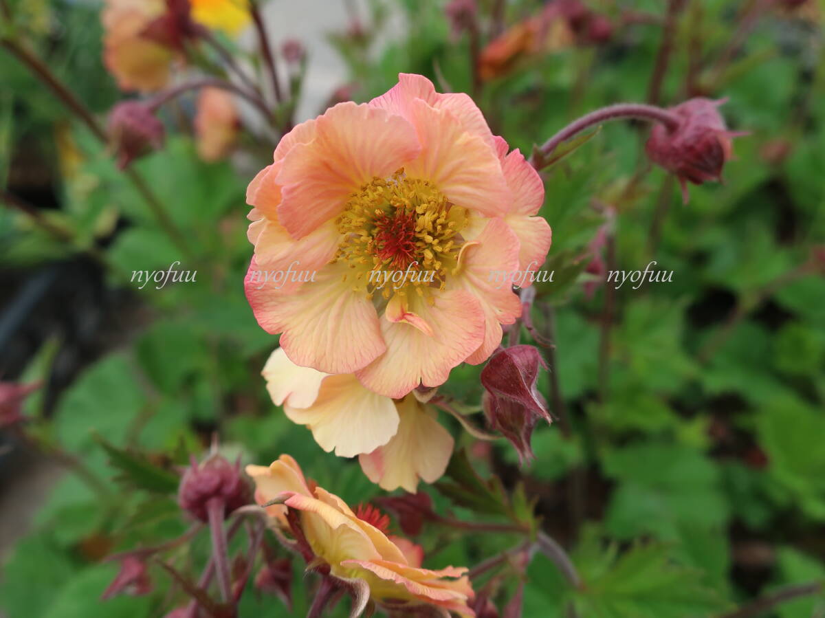 ∮ 花終わり ゲウム マイタイ ダイコンソウ ダイコン草 耐寒 宿根草 草花 庭植え 地植え 鉢植え ガーデニング　　_画像1