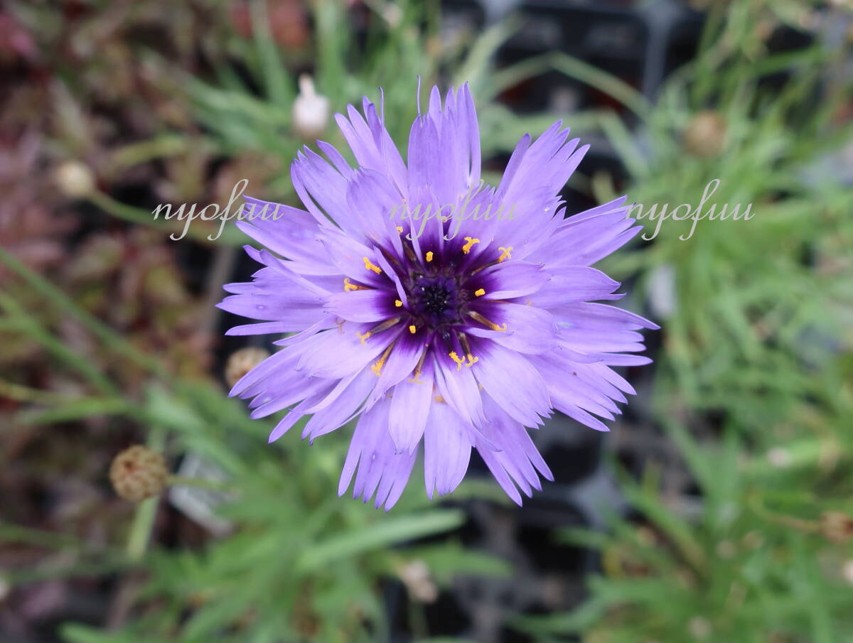 ∮ カタナンケ ブルー 耐寒 宿根草 ドライフラワー ルリニガナ ニガナ 草花 地植え 庭植え 鉢植え ガーデニング　_開花時