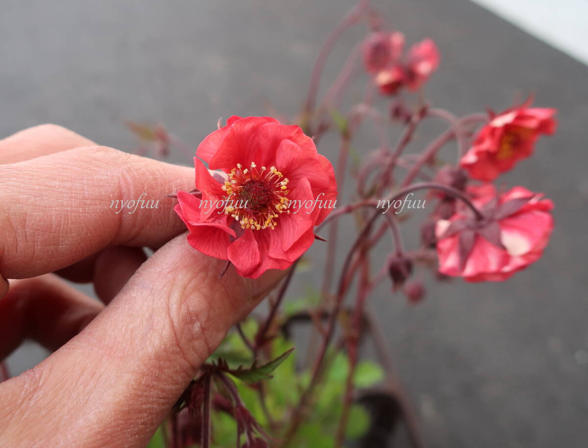 ∮ ゲウム フレームオブパッション ダイコンソウ ダイコン草 耐寒 宿根草 草花 地植え 鉢植え ガーデニング の画像1