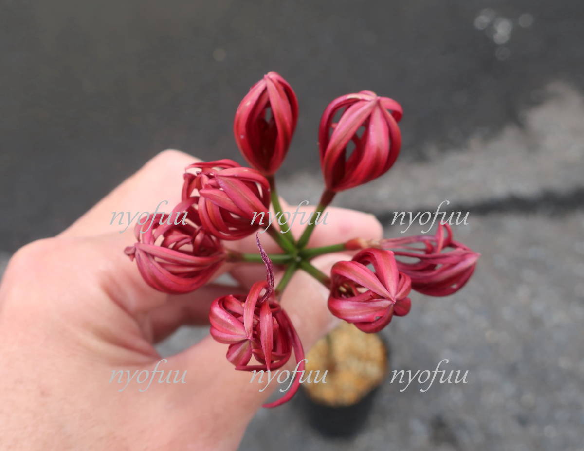 ∮. -ply .. many ...hi gun bana Rico squirrel flower fire ... -ply .. flower enduring cold bulb fields and mountains grass . flower nerine ground .. potted plant gardening 