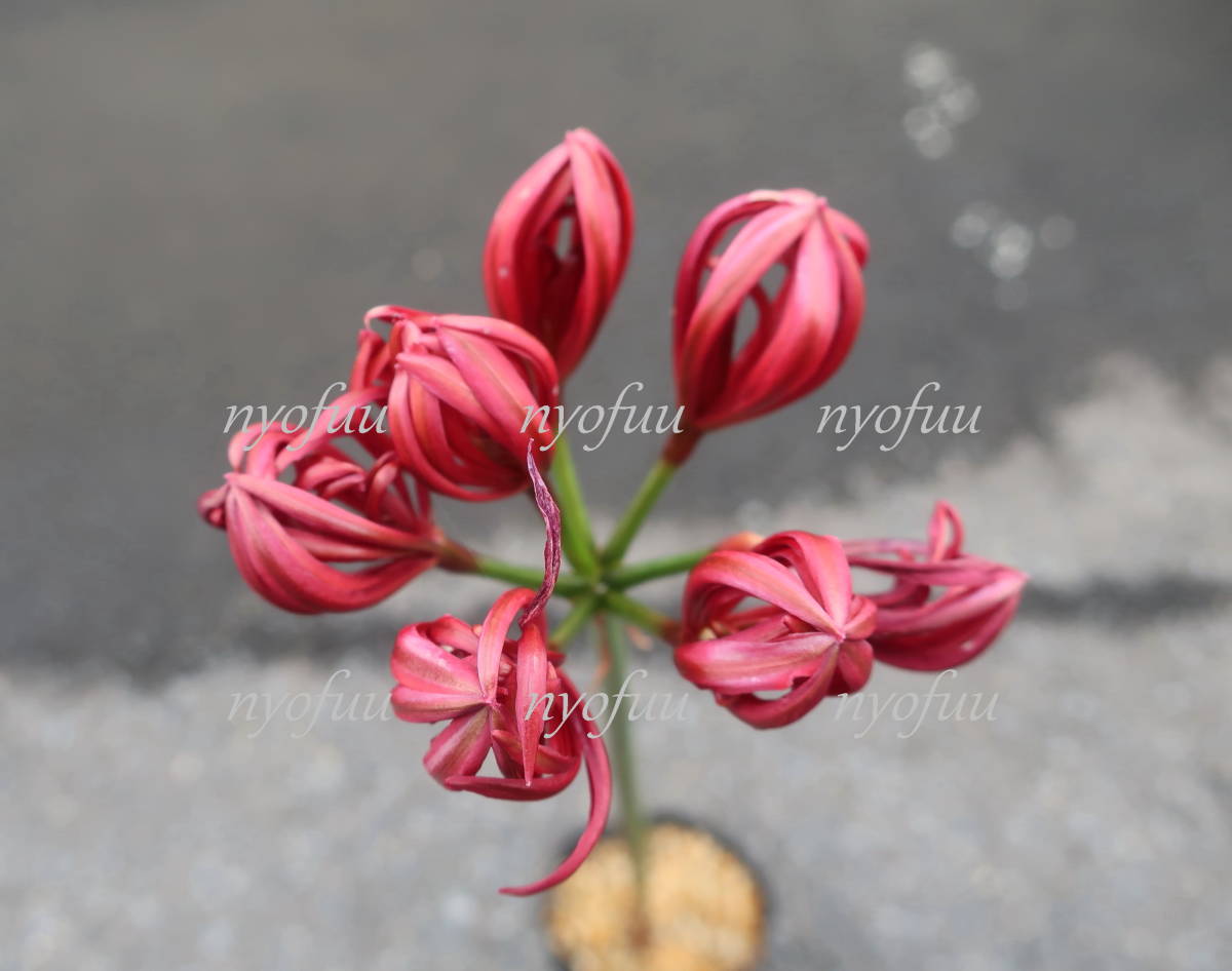 ∮. -ply .. many ...hi gun bana Rico squirrel flower fire ... -ply .. flower enduring cold bulb fields and mountains grass . flower nerine ground .. potted plant gardening 