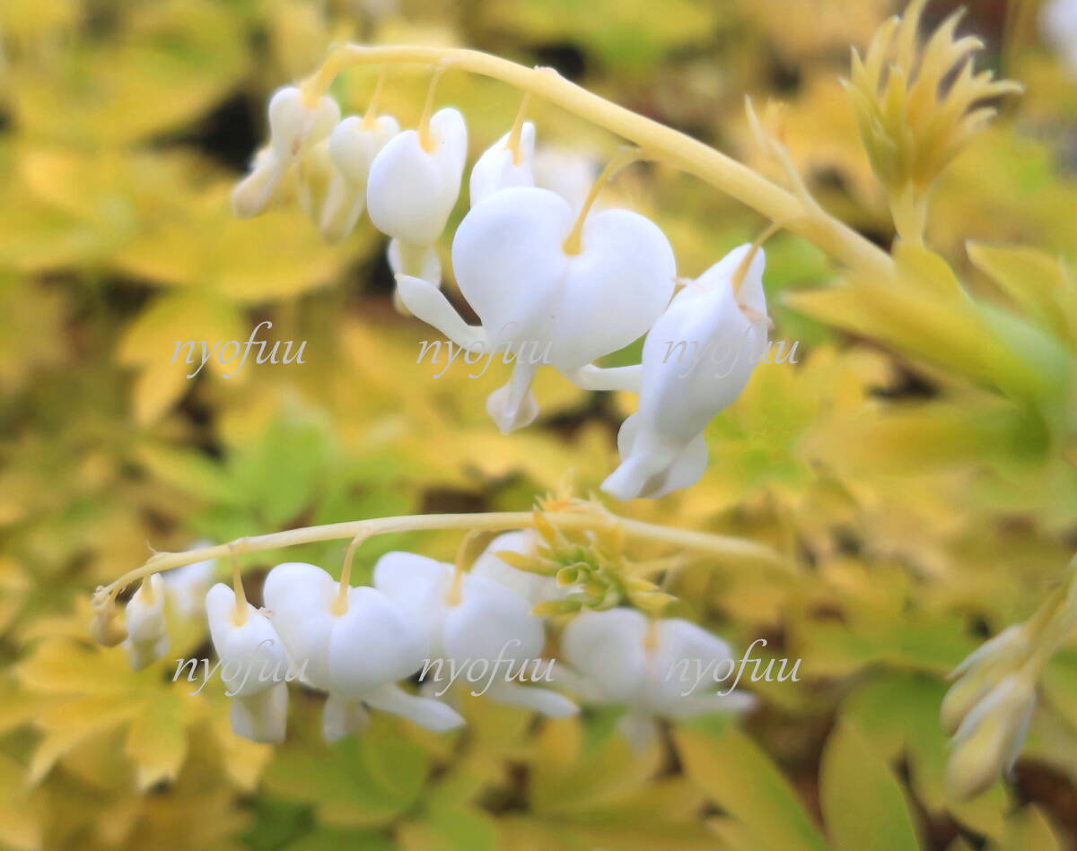 ∮ 希少 ライム葉 白花 タイツリソウ ホワイトゴールド 黄金葉 ディセントラ たいつり草 押し花 ケマンソウ 宿根草 地植え 鉢植えの画像1