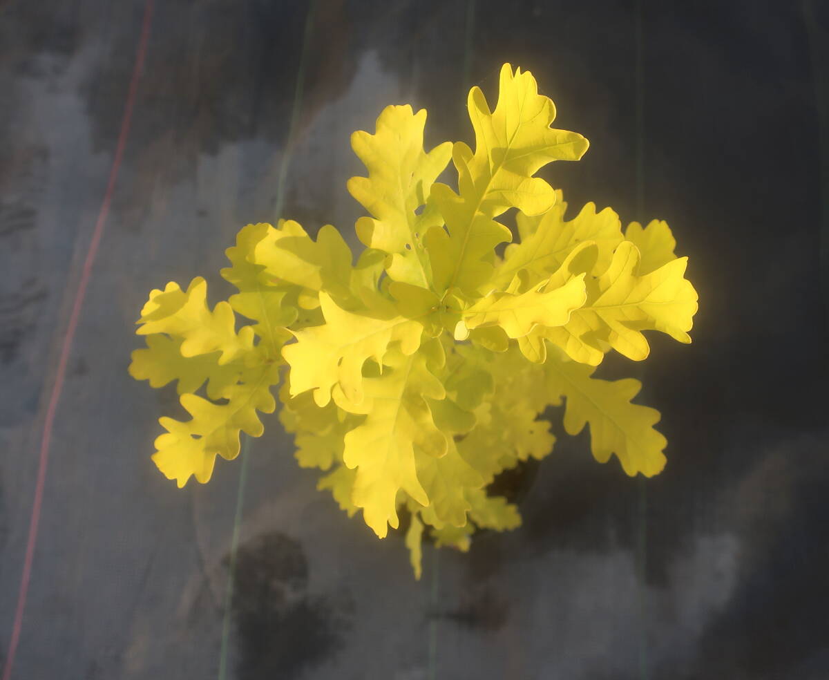 ∮ 鮮やか ライム葉 洋種 ドングリ 黄金葉 ナラの木 どんぐり イギリスナラ コンコルディア ウ シンボルツリー 耐寒 楢の木 庭木 オーレアの画像2