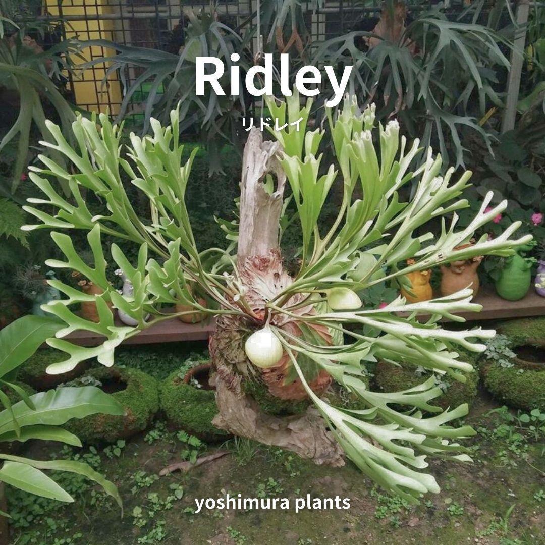 [胞子] Ridley リドレイ ビカクシダの画像1