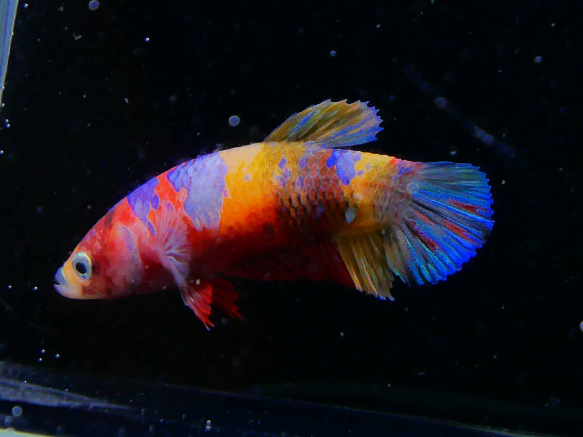 【PoPo Betta】ベタ 　K12 PK ニモ鯉　♀　タイ直輸入　★説明文ご確認ください12/28　_画像5