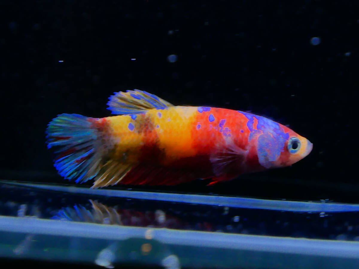 【PoPo Betta】ベタ 　K12 PK ニモ鯉　♀　タイ直輸入　★説明文ご確認ください12/28　_画像1