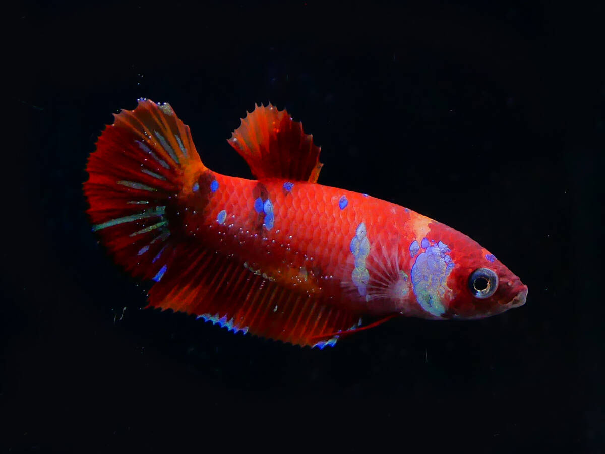 【PoPo Betta】ベタ  K13 PK ニモ鯉 ♀ タイ直輸入 ★説明文ご確認ください12/28 の画像1