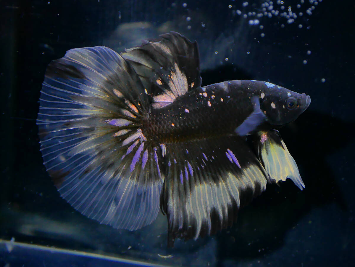 [PoPo Betta] betta A2 HM avatar copper Gold nebyula finest quality * Indonesia direct import * explanatory note please verify 12/28