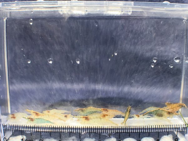 ☆ミナミヌマエビ50匹＋α 岡山産 【死着補償有り】 (メダカ 熱帯魚 水草 コケ取り ヒメタニシ ヤマトヌマエビ)_画像2