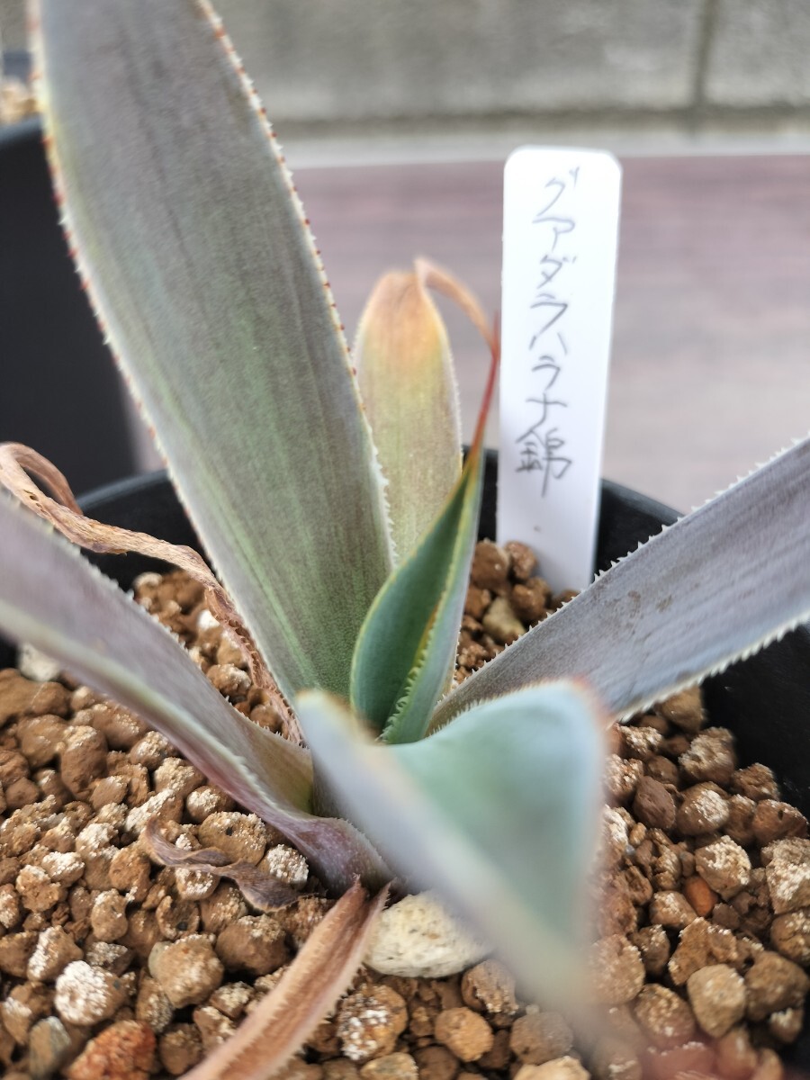 アガベ　グアダラハラナ　錦　オリジナル実生苗のカキ仔　斑入り　サボテン　多肉植物　agave　varigated　チタノタ　パリー　_画像7