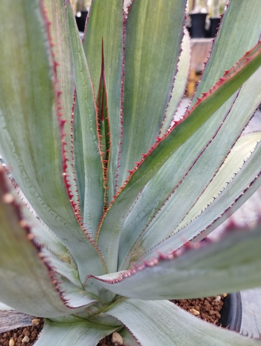 アガベ　グアダラハラナ　錦　オリジナル実生苗のカキ仔　斑入り　サボテン　多肉植物　agave　varigated　チタノタ　パリー　_画像3