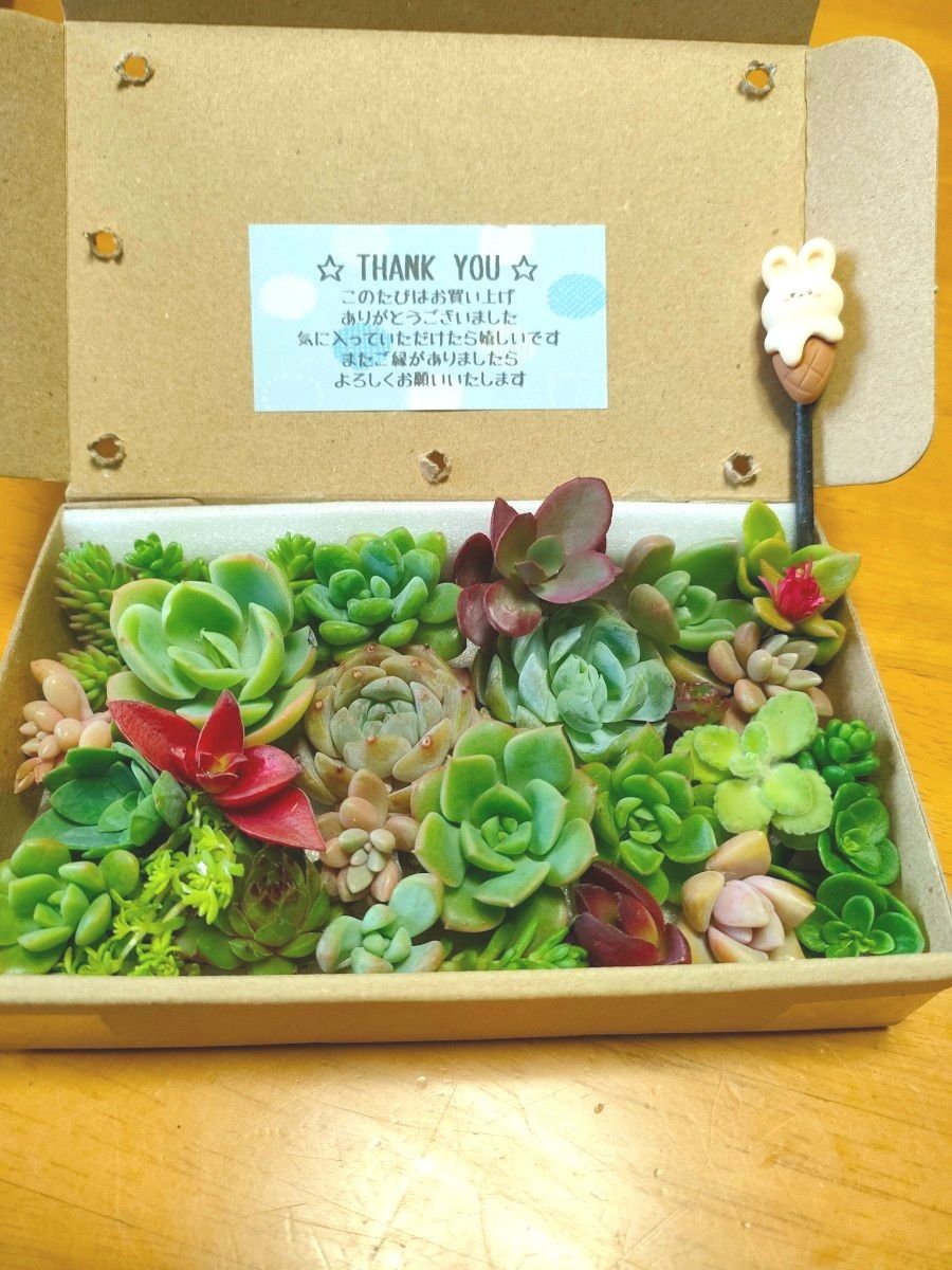 多肉植物　(カラフル多肉弁当春用中パック)  カット苗