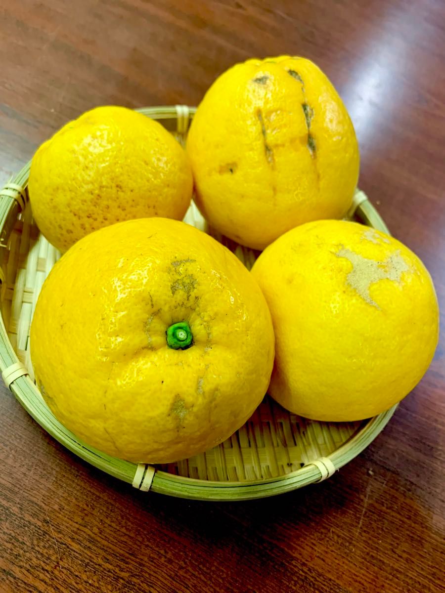 河内晩柑　家庭用8kg愛媛県産　訳あり　送料無料柑橘　みかん和製グレープフルーツ