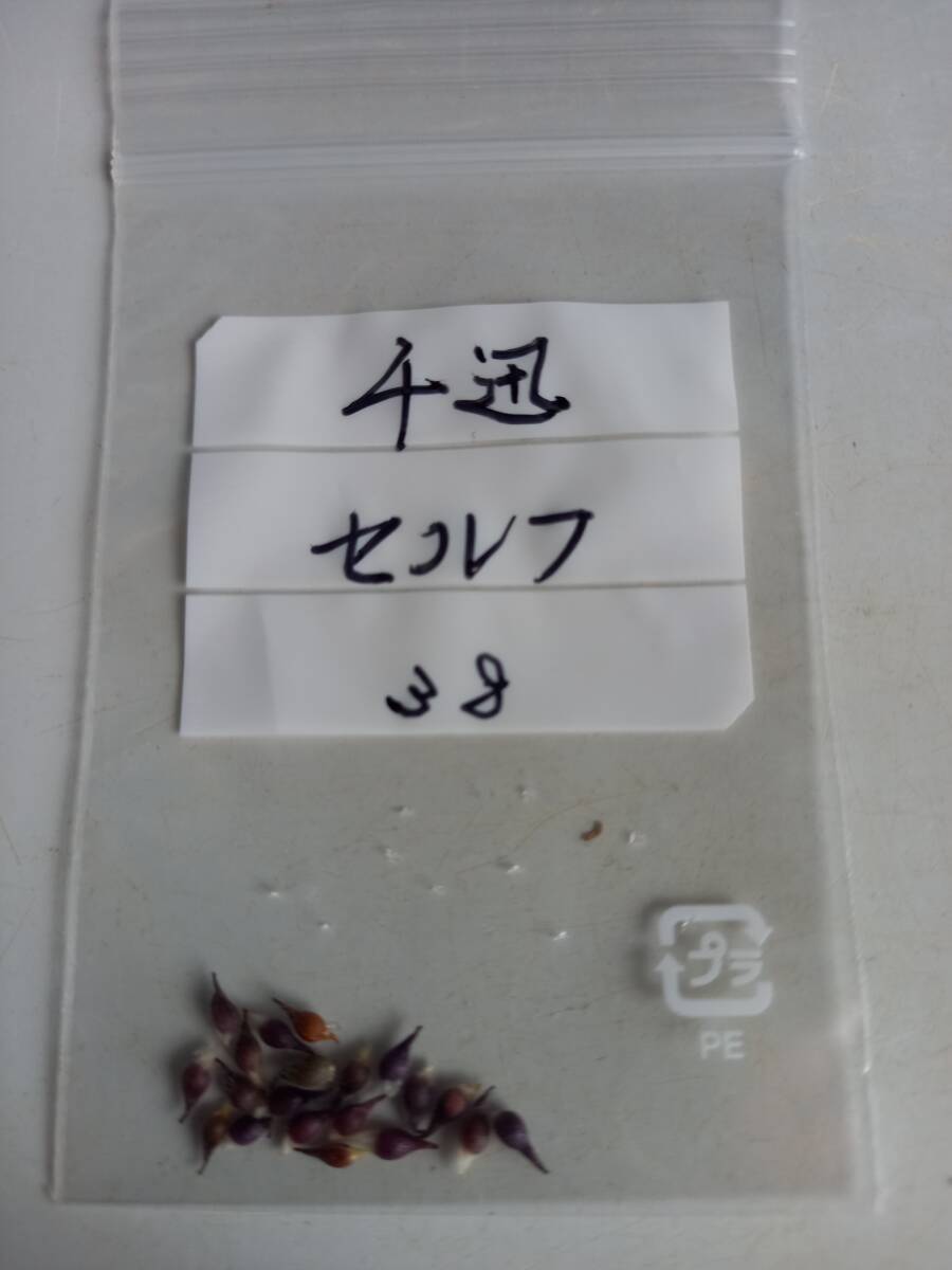 斑入り山野草 雪割草種子【千迅】セルフ日本雪割草協会銀賞受賞花  № ３８ 送料無料。の画像2