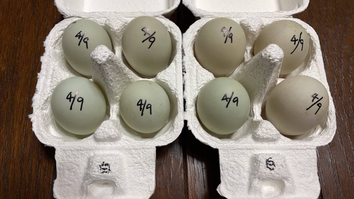 【食用】コールダック 4月9日 白×白 グループ 有精卵 8個 送料無料の画像1