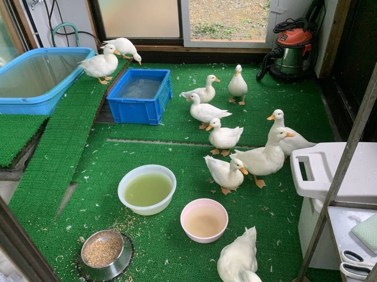 【食用】コールダック 4月9日 白×白 グループ 有精卵 8個 送料無料の画像4