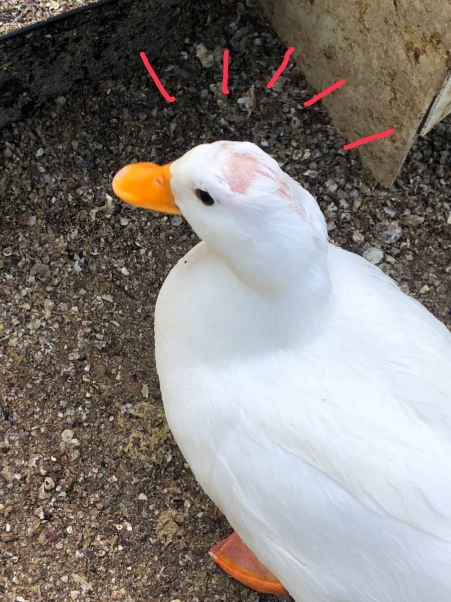 【食用】コールダック　4月28日　白×白　グループ　有精卵　5個　おまけ1個　送料無料_交尾しすぎて禿げてます。