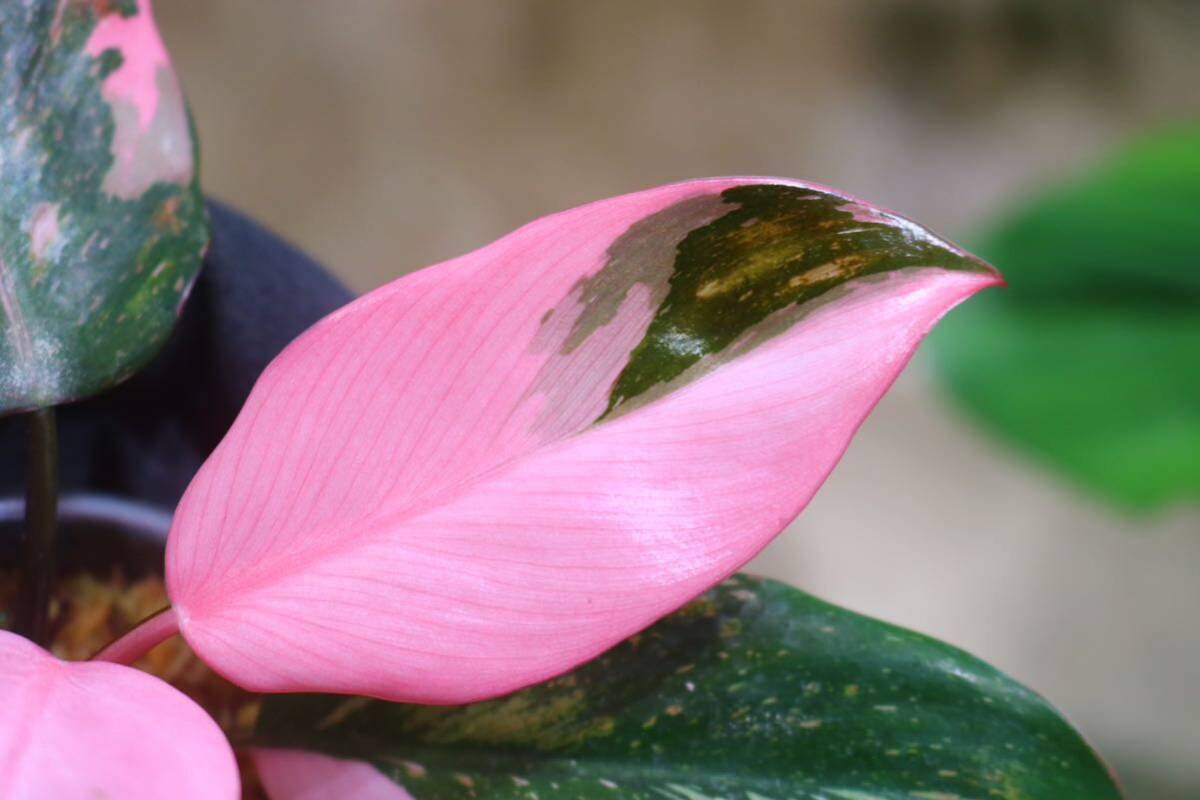 No.018/-TGK-r50404-/Philodendron Pink princess ’Marble king‘/フィロデンドロン ピンクプリンセンス ’マーブルキング‘の画像4
