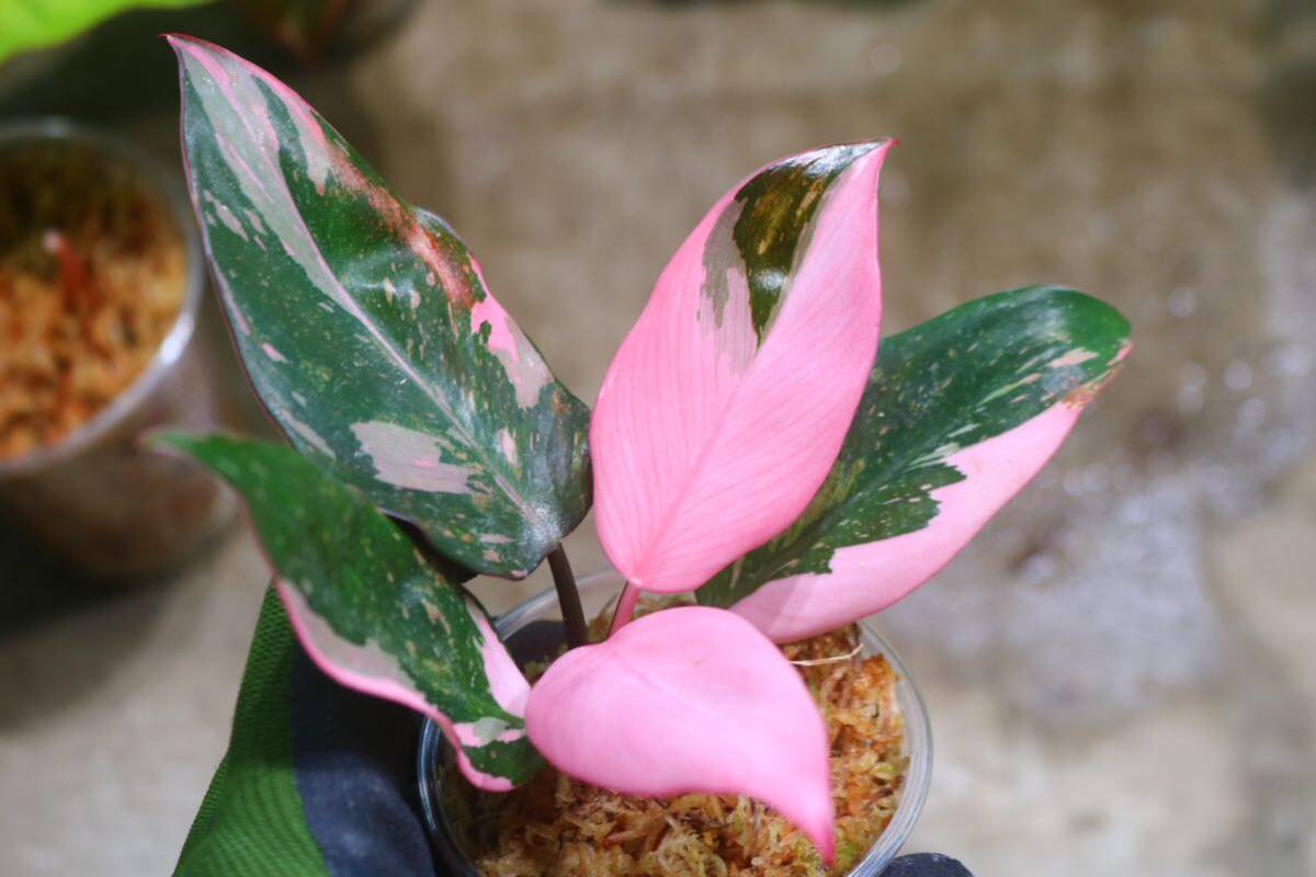 No.018/-TGK-r50404-/Philodendron Pink princess ’Marble king‘/フィロデンドロン ピンクプリンセンス ’マーブルキング‘の画像8