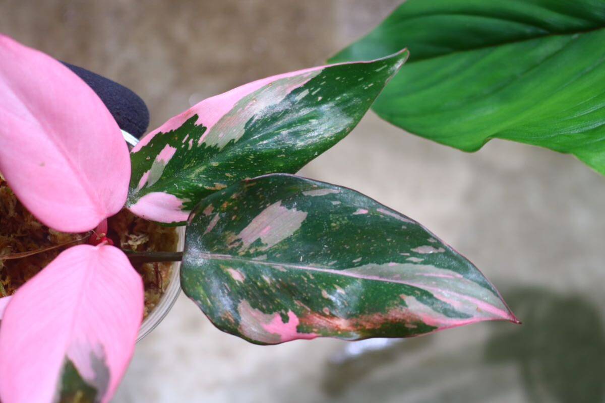 No.018/-TGK-r50404-/Philodendron Pink princess ’Marble king‘/フィロデンドロン ピンクプリンセンス ’マーブルキング‘の画像3