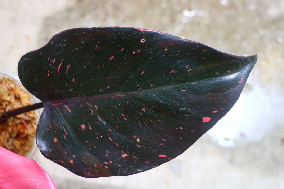 No.023/-TGK-r50404-/Philodendron Pink princess ’Marble king‘/フィロデンドロン ピンクプリンセンス ’マーブルキング‘の画像5