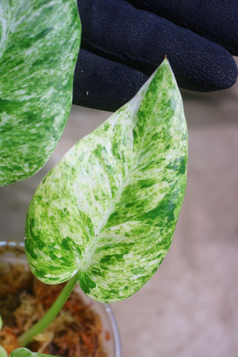 No.03/-TGK-r0306-/フィロデンドロン ギガンチウム/ Philodendron giganteum 'Variegated'の画像4