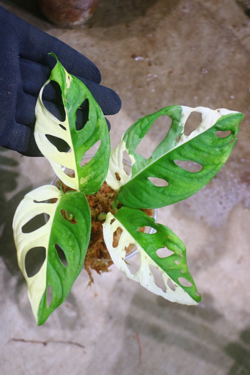 No.01/-TGK-/マドカズラ/モンステラ アダンソニー ‘白斑入り’/Monstera adansonii ‘White Variegated‘の画像1