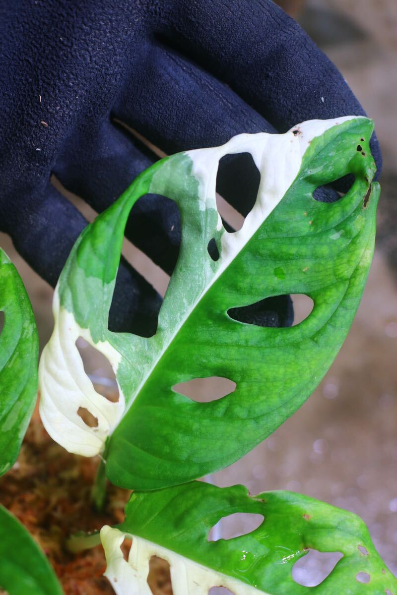 No.01/-TGK-/マドカズラ/モンステラ アダンソニー ‘白斑入り’/Monstera adansonii ‘White Variegated‘の画像9