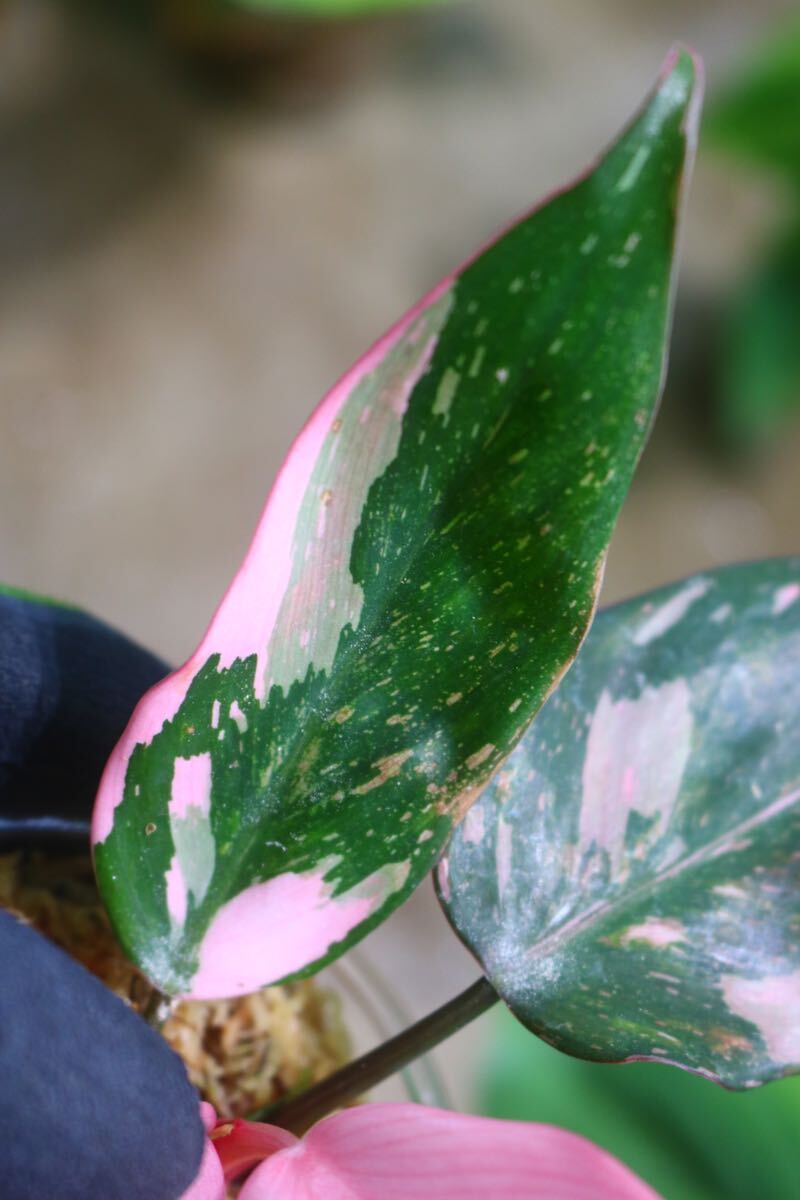 No.018/-TGK-r50404-/Philodendron Pink princess ’Marble king‘/フィロデンドロン ピンクプリンセンス ’マーブルキング‘の画像6