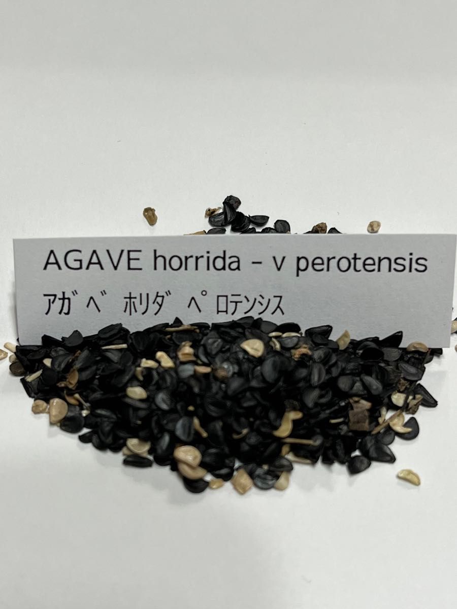 アガベ　ホリダ　ペロテンシス　種子10粒