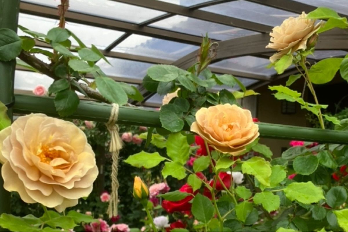 ★人気茶薔薇　挿し木苗★薔薇苗★四季咲き★強健★バラ★薔薇★フロリバンダ ☆人気茶薔薇 ラブ◯挿し木苗☆薔薇苗☆四季咲き☆強健☆バラ☆薔薇