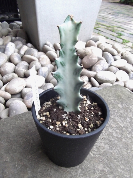 「ラクテア・ホワイトゴースト＊Euphorbia lactea White Ghost」3.5号 写真同等品 の画像3