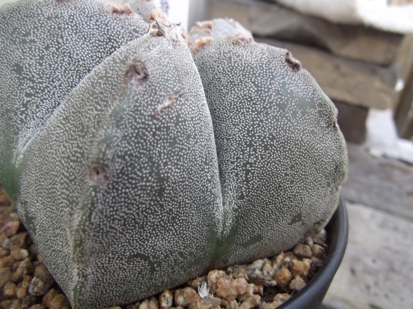 「サボテン 鸞鳳玉（ランポウギョク）＊Astrophytum myriostigma」４号　写真同等品　_画像4